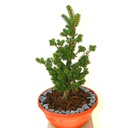 japanische Momitanne - Abies firma 'Bedgebury'- Momitanne grün- nadelig 100- 125cm