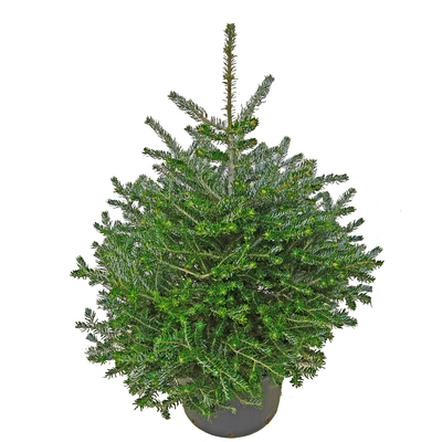Abies koreana 'Silberlocke'.JPG