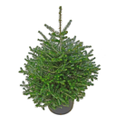 Abies koreana 'Silberlocke'.JPG