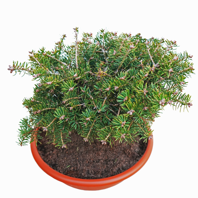 Abies concolor 'Piedra_1'.jpg