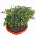 Abies concolor 'Piedra_1'.jpg