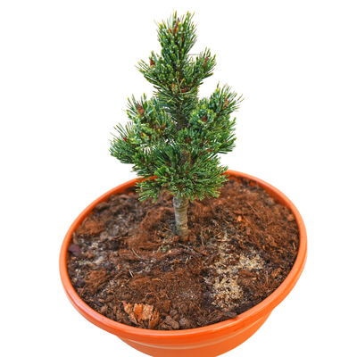 Pinus aristata Bashful 45°.png