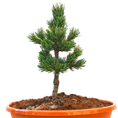 Pinus aristata Bashful front.png