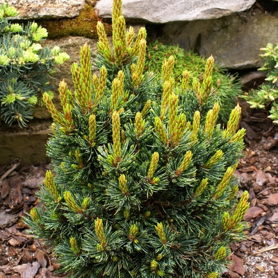 Pinus aristata 'Doc_1'.jpg