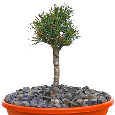 Pinus cembra Horstmann front.png