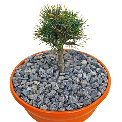 Pinus cembra 'Horstmann'_1.jpg