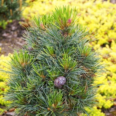 Pinus cembra 'Horstmann'_1.jpg