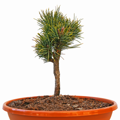 Pinus cembra Ortler front.png