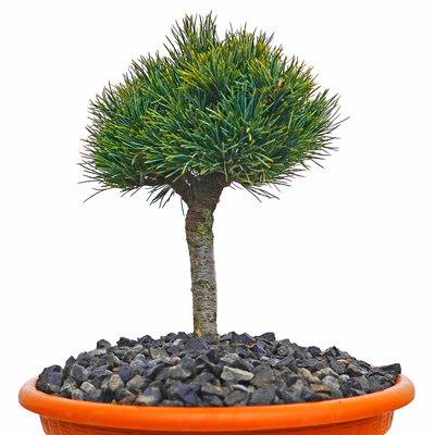 Pinus cembra Turrach 3 front.png
