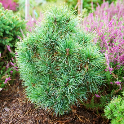 Pinus cembra 'Niederthai'1.jpg