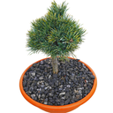 Pinus cembra 'Niederthai'1.jpg