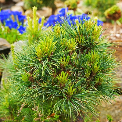 Pinus cembra 'Pirklhuber_1'.jpg