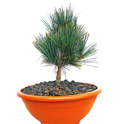 Pinus koraiensis Amur front.png