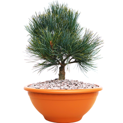 Pinus koraiensis Chanbai front.png