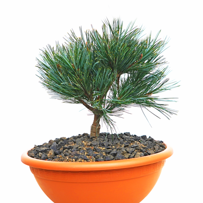 Pinus koraiensis Jilin front.png