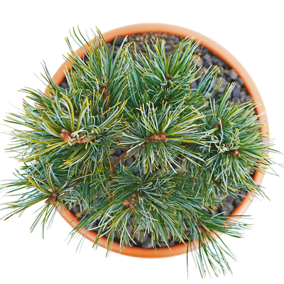 Pinus koraiensis Jilin oben.png