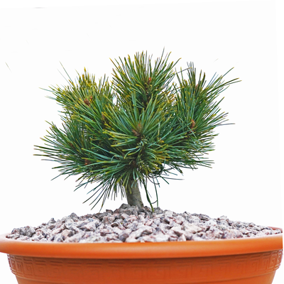 Pinus koraiensis Nihao front.png