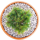 Pinus koraiensis Nihao oben.png