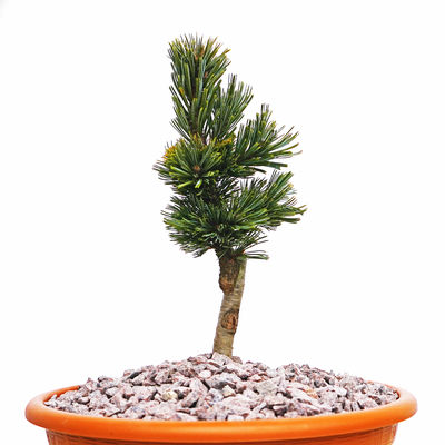 Pinus cembra Shulman Grove front.png