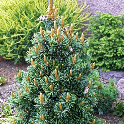Pinus longaeva 'Shulman Grove_1'.jpg