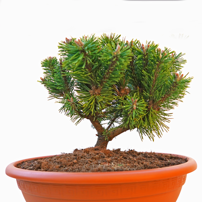 Pinus mugo Benjamin vorn.png
