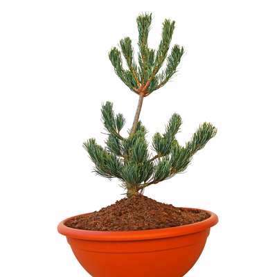 Pinus parviflora Compacta front.png