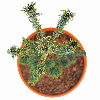 Pinus parviflora Compacta oben.png