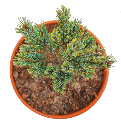 Pinus parviflora Billie oben.png