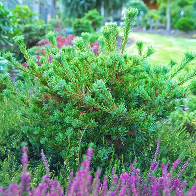 Pinus parviflora 'Duchac_1'.jpg