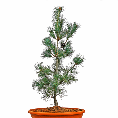 Pinus parviflora Blauer Engel front.png
