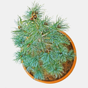 Pinus parviflora Blauer Engel oben.png