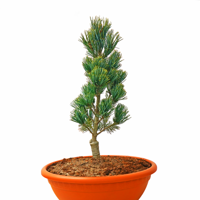 Pinus parviflora Azuma Yuaka front.png