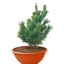 Pinus parviflora Bonnie Bergmann front.png