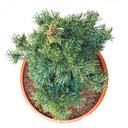 Pinus parviflora Bonnie Bergmann oben.png