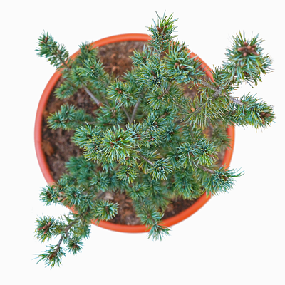 Pinus parviflora Floppy Joe oben.png