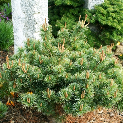 Pinus parviflora 'Floppy Joe_1'.jpg