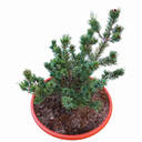 Pinus parviflora 'Floppy Joe_1'.jpg