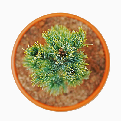 Pinus parviflora Azuma Yugiri oben.png
