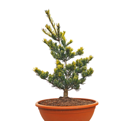 Pinus parviflora Goldilocks front.png