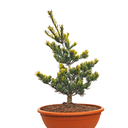Pinus parviflora Goldilocks front.png