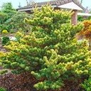 Pinus parviflora 'Fukai SDL_1'.jpg