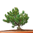 Pinus parviflora FW - 3 front.png