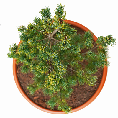 Pinus parviflora FW - 3 oben.png