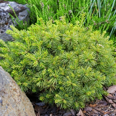 Pinus parviflora 'Smout'_1.jpg