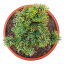 Pinus parviflora Hatch Itchi oben.png