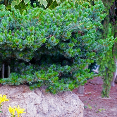 Pinus parviflora 'Compacta'_1.jpg