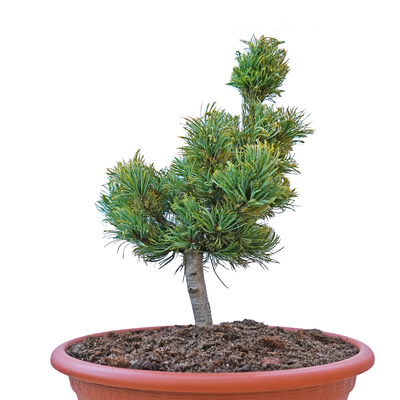 Pinus parviflora Hatch Itchi vorn.png