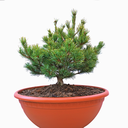 Pinus parviflora Iona 0°2.png