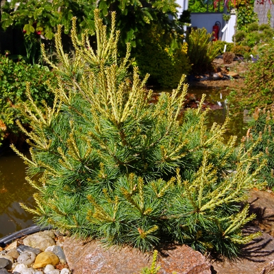 Pinus parviflora 'Cuddles'.jpg