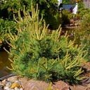 Pinus parviflora 'Cuddles'.jpg